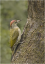 Green Woodpecker